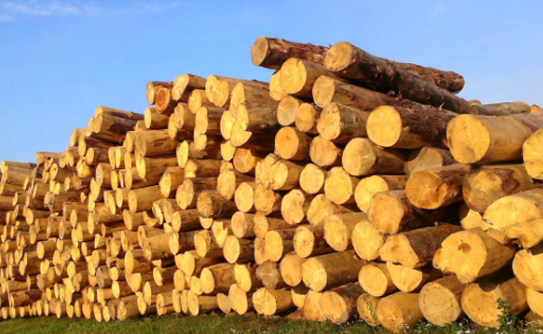 ﻿오동나무 목재의 수확후 적재