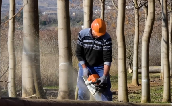 ﻿전기톱을 이용한 오동나무 벌목