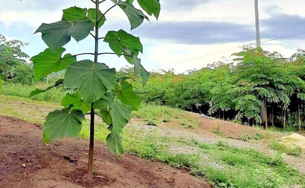 ﻿심은지 6개월된 오동나무