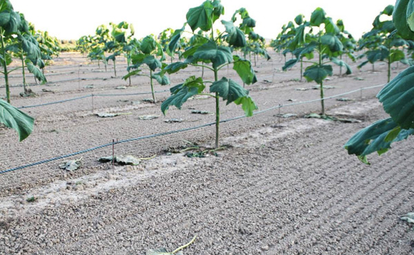 ﻿지상에서 띄어 설치한 관수 시스템