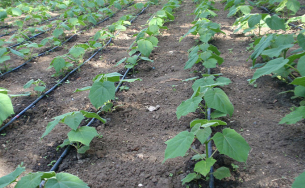 ﻿점적관수 설비를 통한 관개와 비료주기